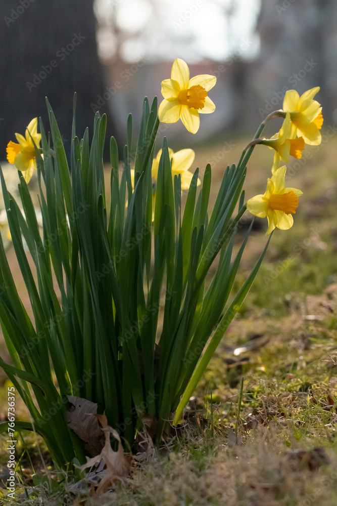 Obraz premium daffodils in spring
