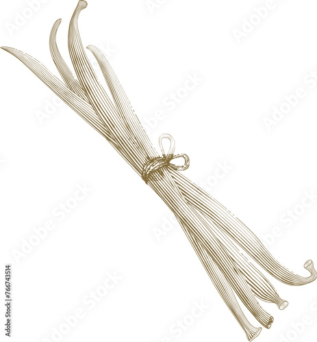 Golden Vanilla Pods in Vintage Engraving Style