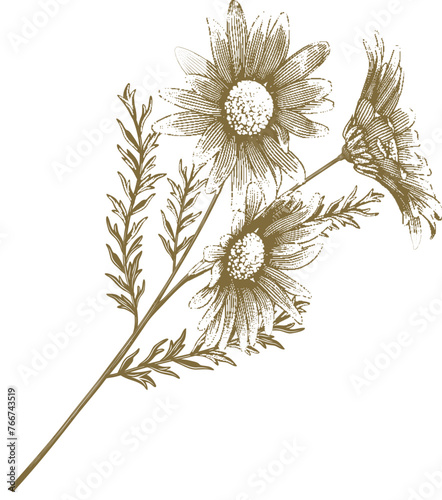 Golden Chamomile in Vintage Engraving Style