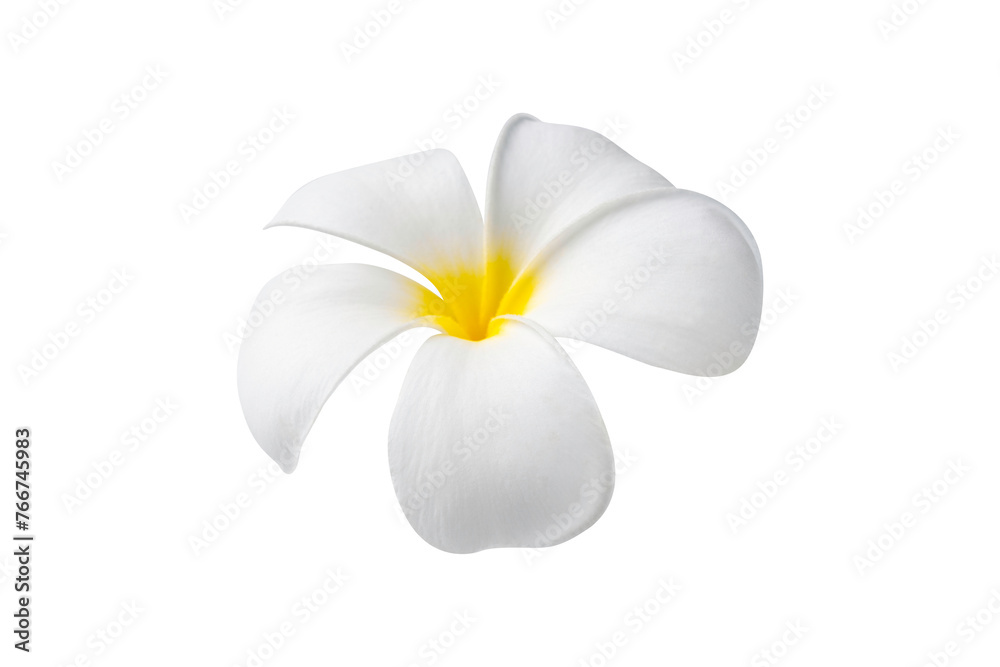 Blooming phumelia or Champa flower isolated with clipping path on white background - obrazy, fototapety, plakaty 