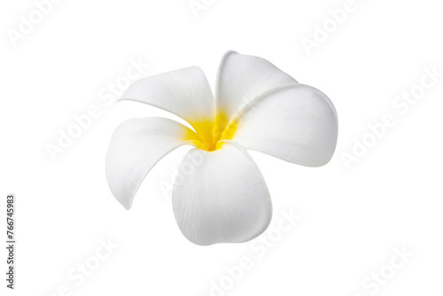 Blooming phumelia or Champa flower isolated with clipping path on white background © byjeng