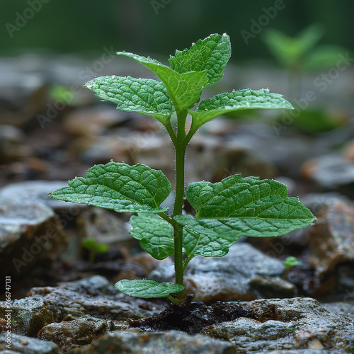 Nourishing Endophytes for Plant Protection and Leaf Health photo