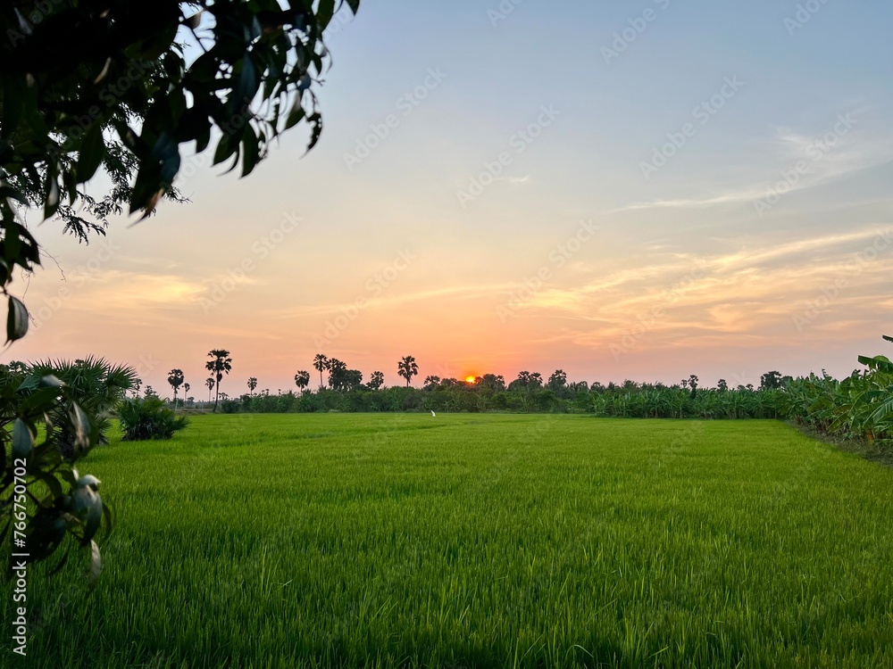 Green rice fields and tree during sunset with sky.