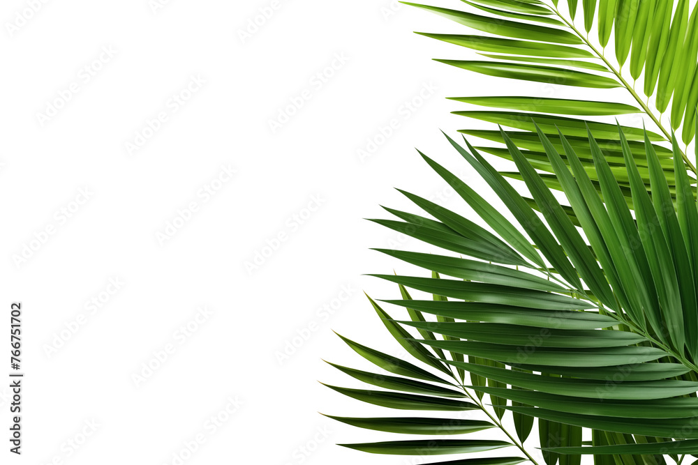 Naklejka premium Tropical green palms leafs PNG isolated on a white and transparent background - Green oasis palm leaves cut-out summer traveling agency advertising Banner template concept