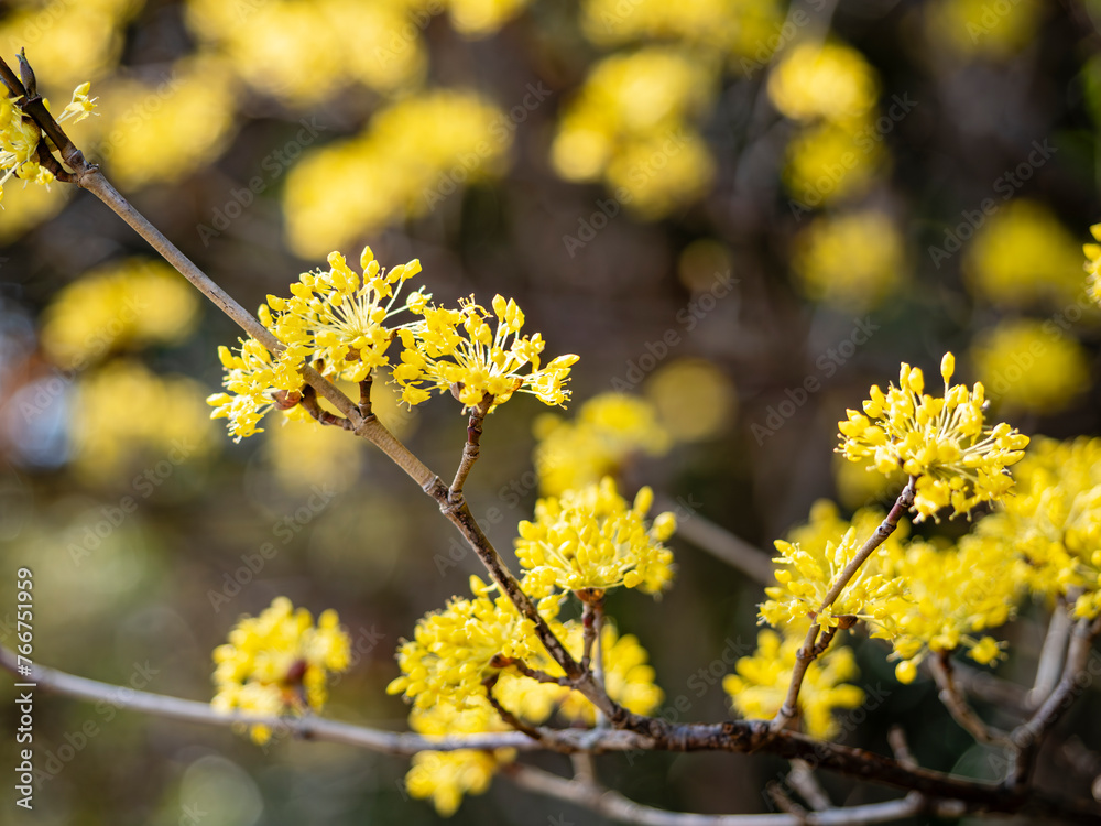 Obraz premium 黄色い花が満開のサンシュユ