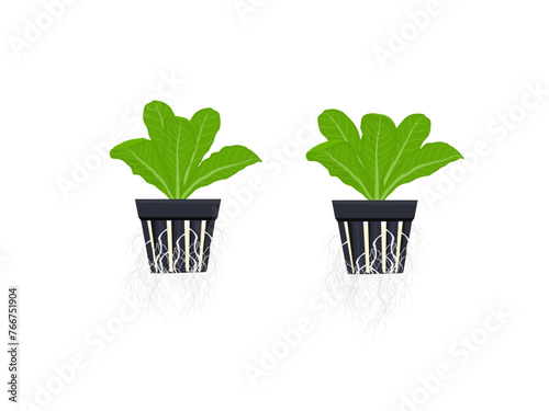 Pots for growing hydroponic vegetables