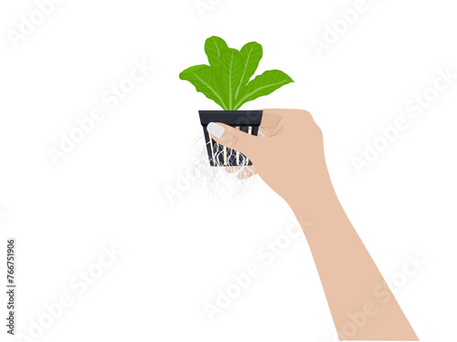 Pots for growing hydroponic vegetables