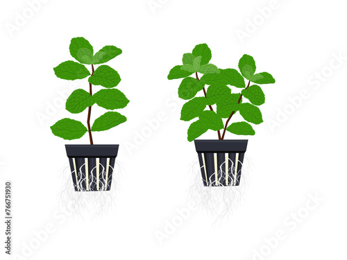 Melissa officinalis on white background.