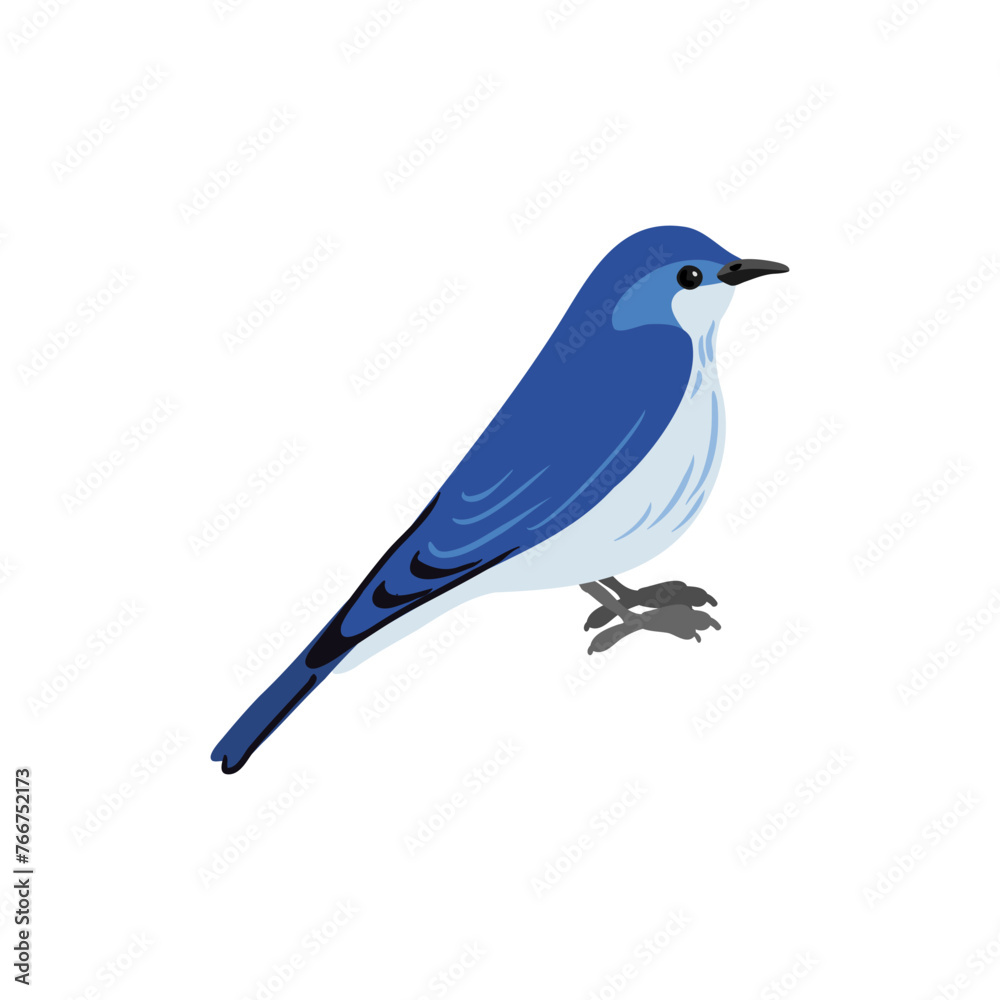 Fototapeta premium vector drawing mountain bluebird, hand drawn Sialia currucoides, isolated nature design element