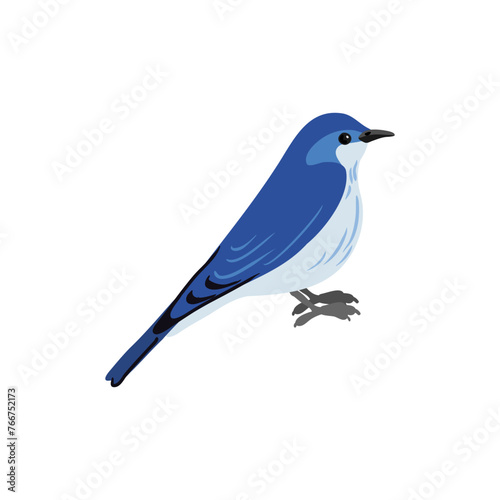 vector drawing mountain bluebird, hand drawn Sialia currucoides, isolated nature design element