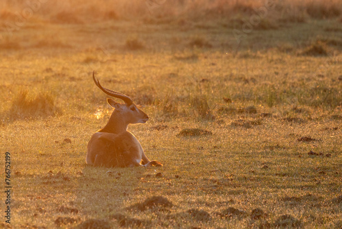 Red Lechwe in the golden light in Botswana, Africa photo