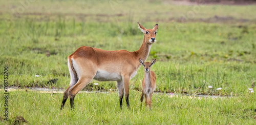 Red Lechwe and calf in Botswana, Africa
