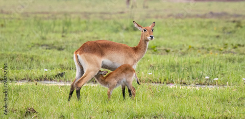 Red Lechwe and calf in Botswana, Africa