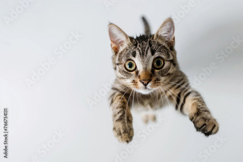 A playful cat jumping in the air on a white background
