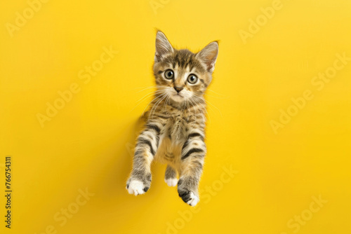 A playful cat jumping in the air on a yellow background © Veniamin Kraskov