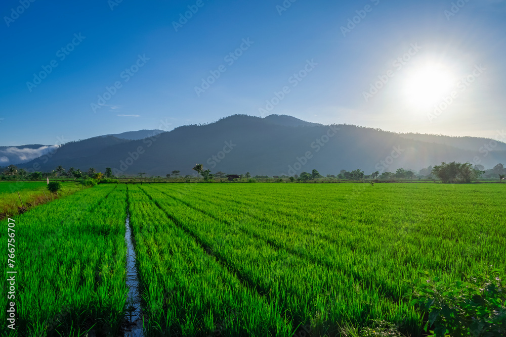 beautiful rice field and a mountain in the bright sunny morning blue sky