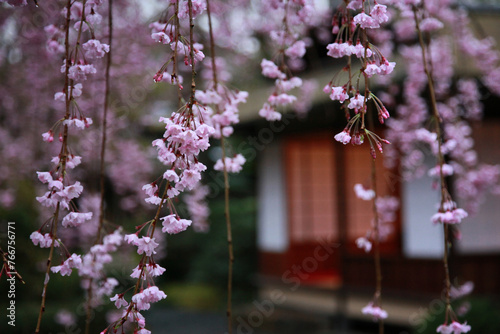桜の風景、京都の町