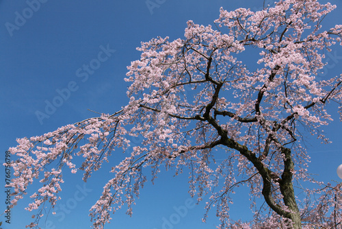 桜の風景、京都の町