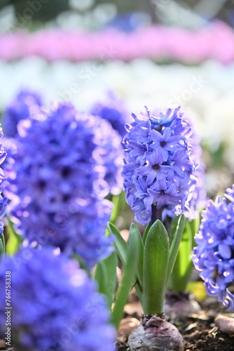 Spring blooms in a close-up! Fragrant hyacinths, symbols of hope, stand out among pink and white tulips.