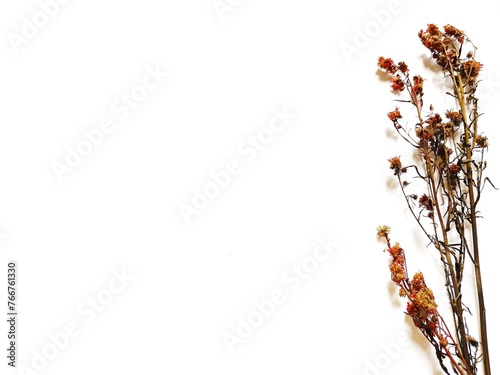 branch of a tree