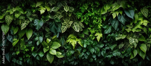 An extreme close-up of a wall filled with vibrant green plants and their leaves