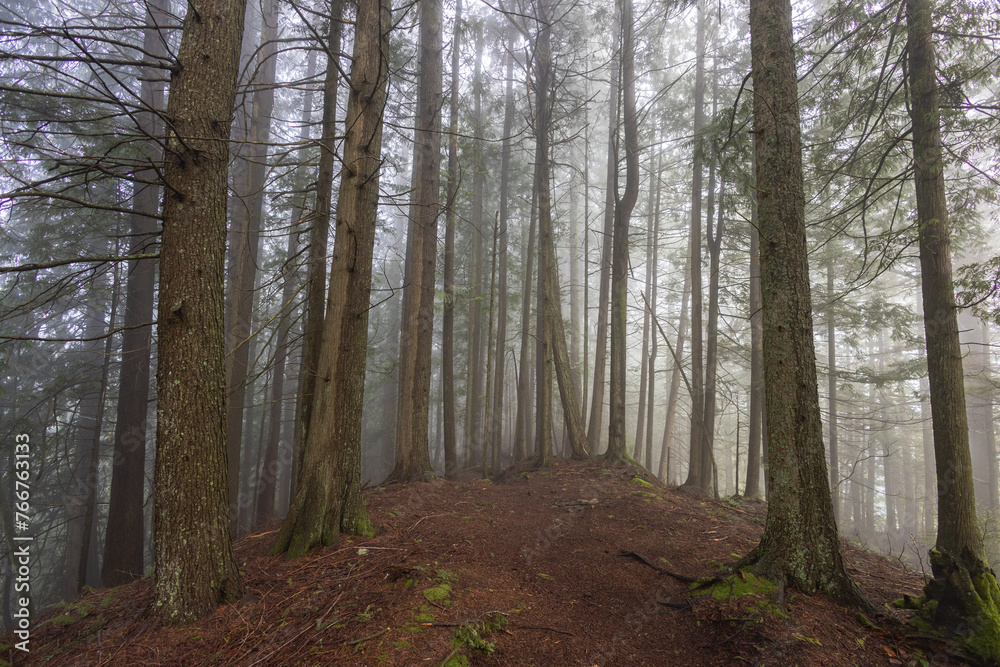 Fototapeta premium path in the woods