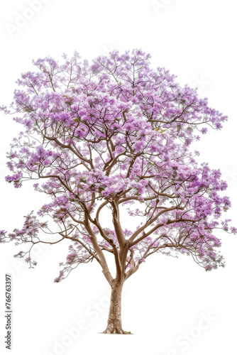 A Paulownia tree isolated on a white background