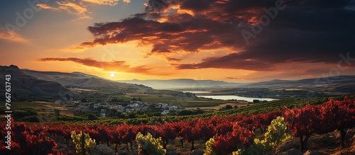 Landscape of vineyards