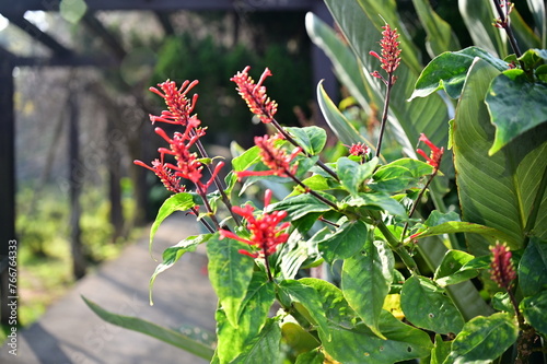 Red Firecracker Plant, despite its vibrant flowers, is an invasive species in Taiwan. It outcompetes native plants, harming biodiversity. Enjoy its beauty, but avoid planting it. photo