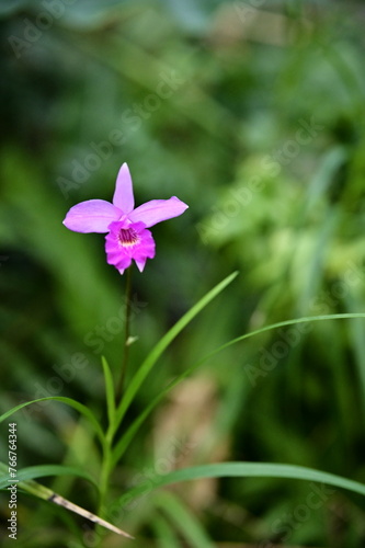 Photo of orchids in a garden reveals their delicate petals and elegant beauty, embodying the qualities of a gentleman. Native to Taiwan, orchids are highly regarded as a symbol of refinement and grace