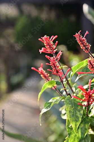 Red Firecracker Plant, despite its vibrant flowers, is an invasive species in Taiwan. It outcompetes native plants, harming biodiversity. Enjoy its beauty, but avoid planting it. photo