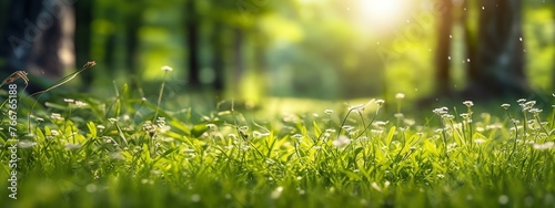 Green grass and flowers in sunny day. Panoramic background.