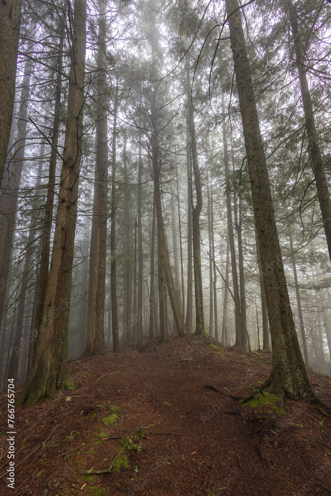 Obraz premium footpath in the woods