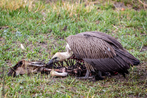 Vulture eating its prey in Botswana, Africa