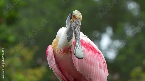Roseate spoonbill Platalea ajaja is a large wading bird with striking pink feathers and a spoon-shaped bil photo