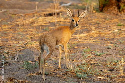 Tiny Steenbok in Botswana, Africa