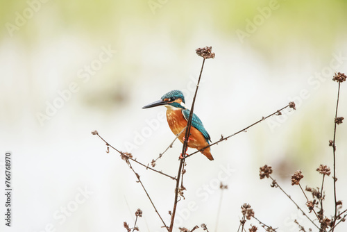 The Common kingfisher on a branch