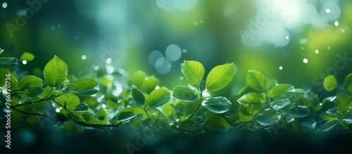 Beautiful green leaves adorned with glistening water droplets, like a refreshing drink for this terrestrial plant. A stunning display of natures grace and elegance © AkuAku