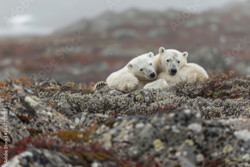 Two polar bears they are resting in the tundra.