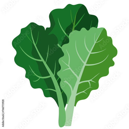 Nature organic vegetable Kale, healthy vector colorful food vegetable spice ingredient.