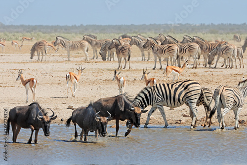 Herds of wildebeest, springbok and plains zebras at a waterhole, Etosha National Park, Namibia