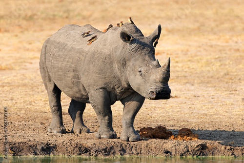 A white rhinoceros (Ceratotherium simum) with oxpecker birds, Kruger National Park, South Africa