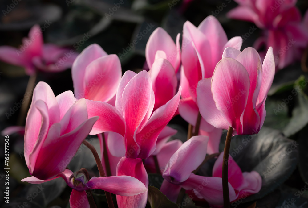 Fototapeta premium Close-up of pink Cyclamen flowers blooming in the garden with natural light on a dark background. The ornamental plants for decorating in the garden.