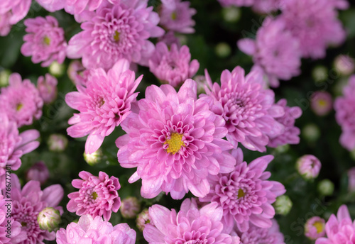 Natural background of pink Chrysanthemum flowers blooming with drops of water and natural light in the garden of the early spring.