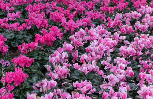 Natural background of pink Cyclamen flowers blooming in the garden with natural light on a flowerbed. The ornamental plants for decorating in the garden.