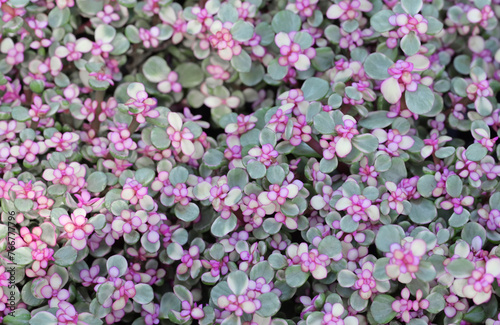 Background of Portulacaria Afra  elephant bush   a succulent plant with small pink flowers and natural light for decorating in the garden or room decor.