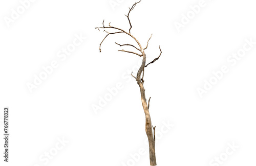 branch isolated on white