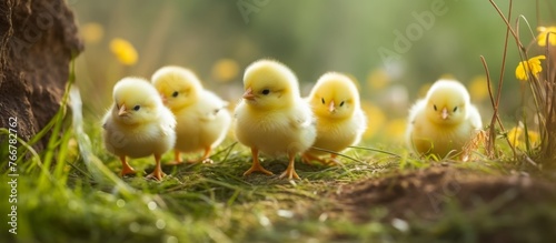 A group of baby poultry with tiny beaks happily pecking at plants in the grass of a natural landscape, creating a charming wildlife event