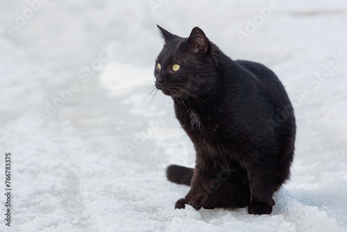 A black cat in the snow. A black cat on a white background.