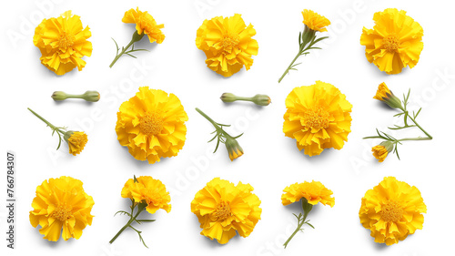Set of yellow marigold flowers, buds, isolated on transparent background photo